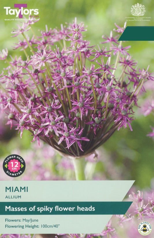 Taylors Bulbs Allium Miami retail pack showing a close-up of a large, architectural spiky purple flower head on a strong, upright green stem.