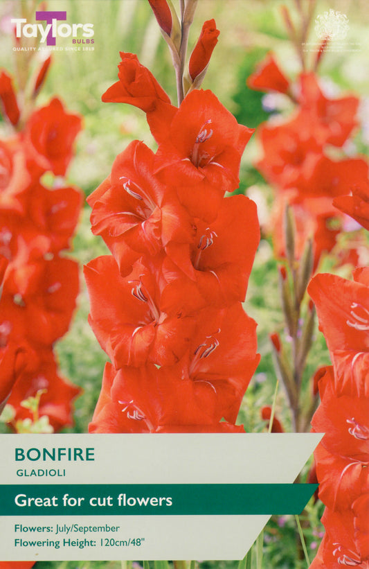 Taylors Bulbs Bonfire Gladioli