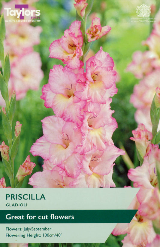 Taylors Bulbs Priscilla Gladioli