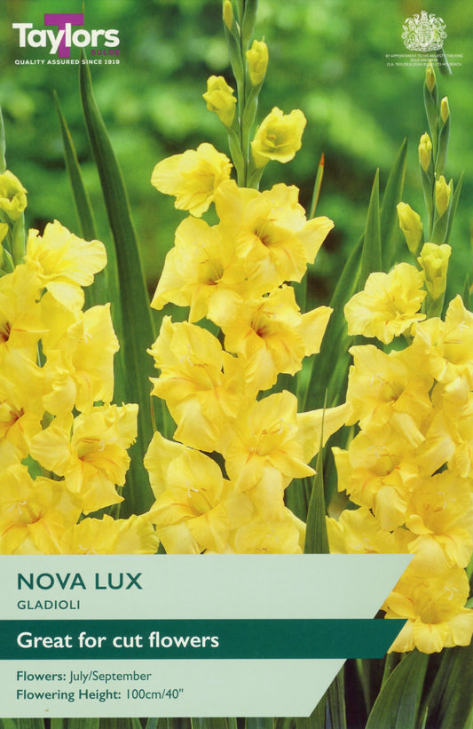 Taylors Bulbs Nova Lux Gladioli
