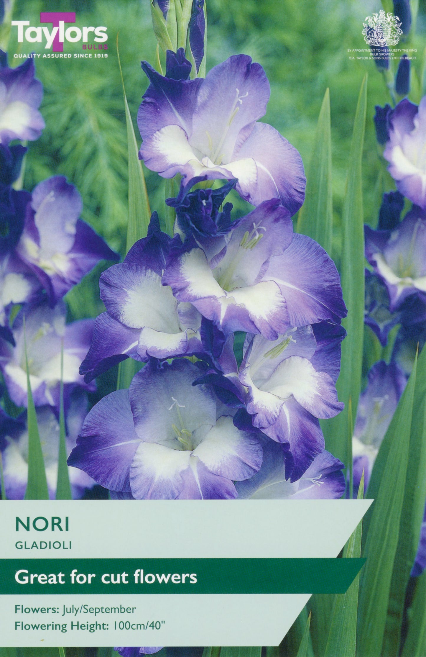 Taylors Bulbs Gladiolus Nori retail pack showing a close-up of a towering flower spike with large violet-purple blossoms and white throats.