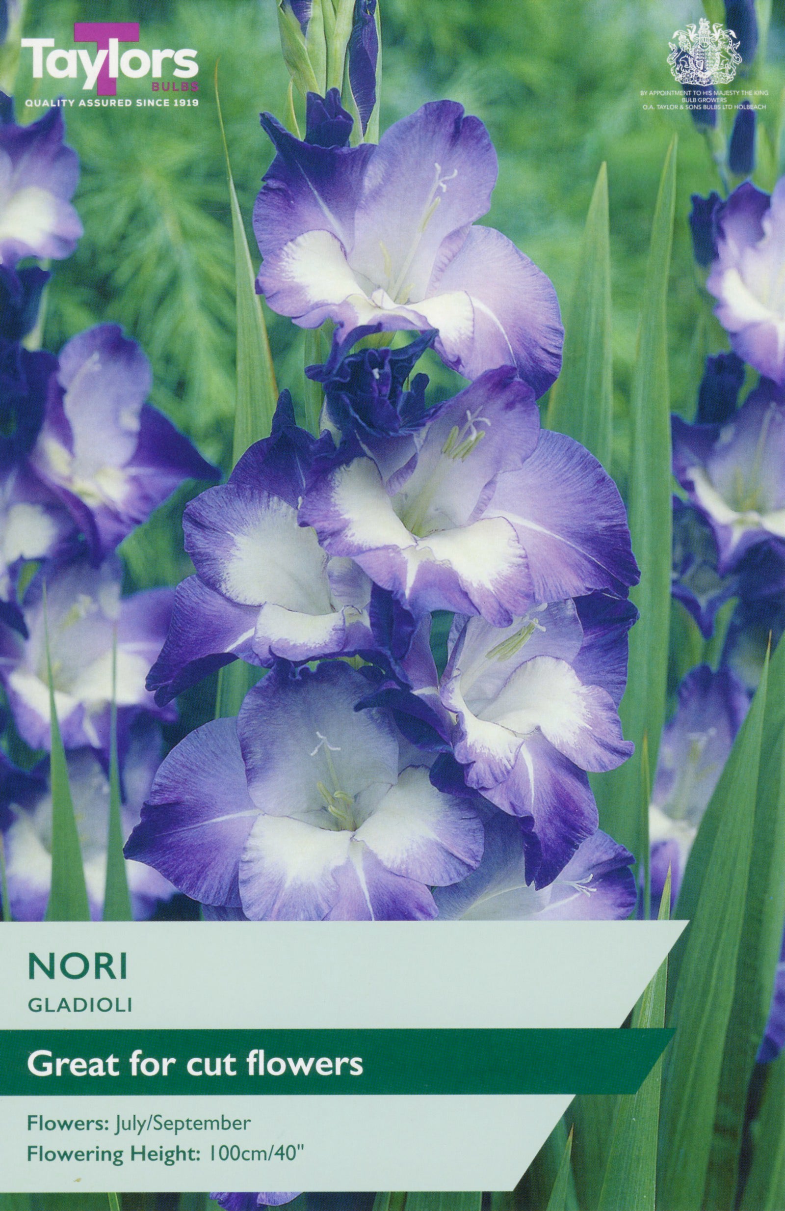 Taylors Bulbs Gladiolus Nori retail pack showing a close-up of a towering flower spike with large violet-purple blossoms and white throats.