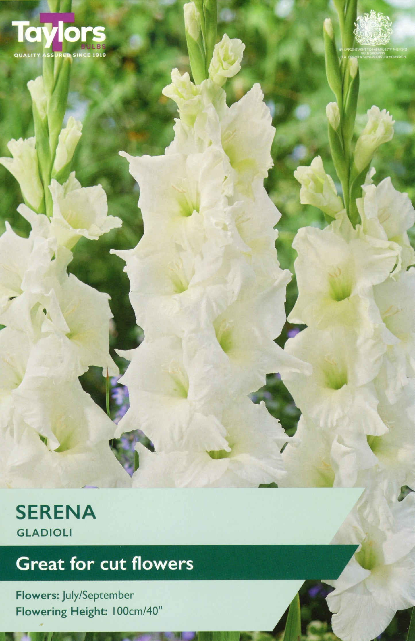 Taylors Bulbs Serena Gladioli