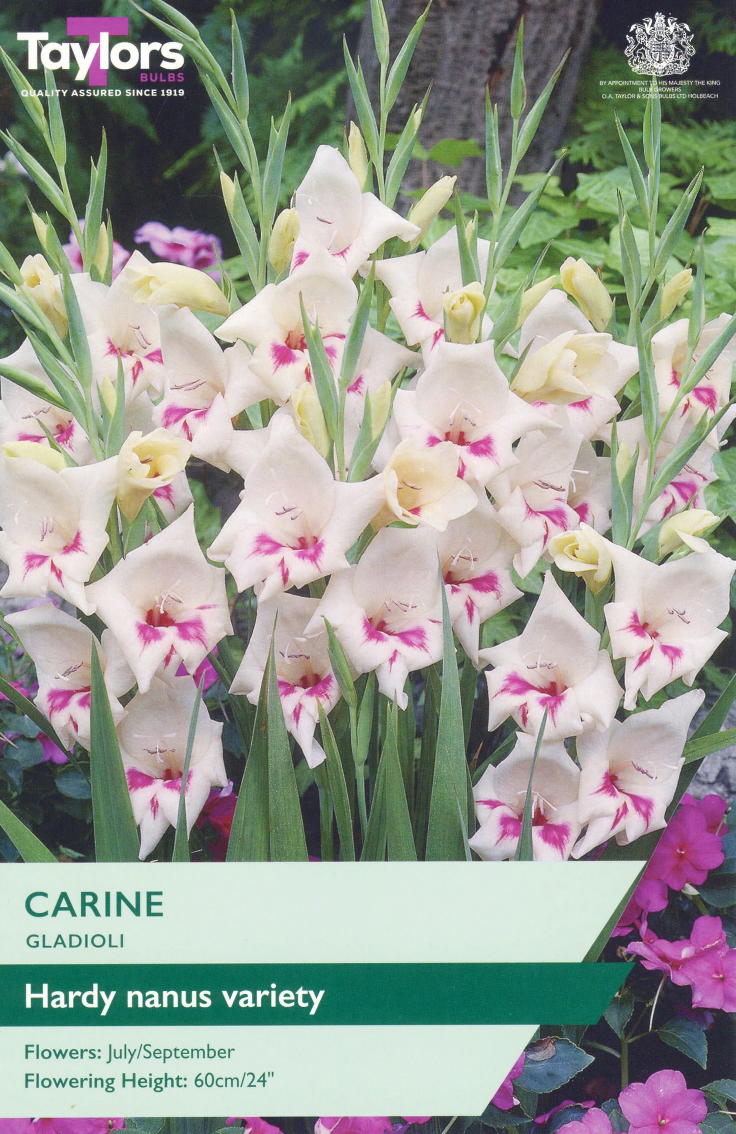 Taylors Bulbs Carine Gladioli