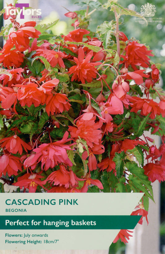 Taylors Bulbs Cascading Pink Begonia
