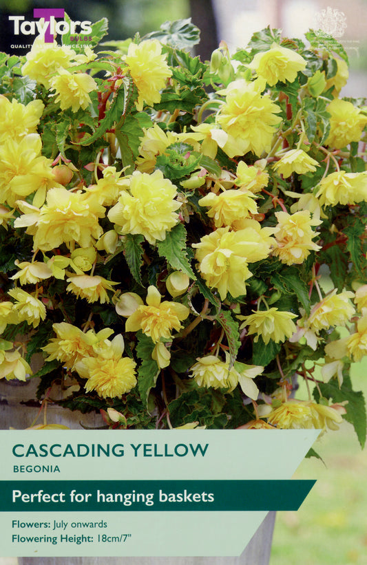 Taylors Bulbs Cascading Yellow Begonia