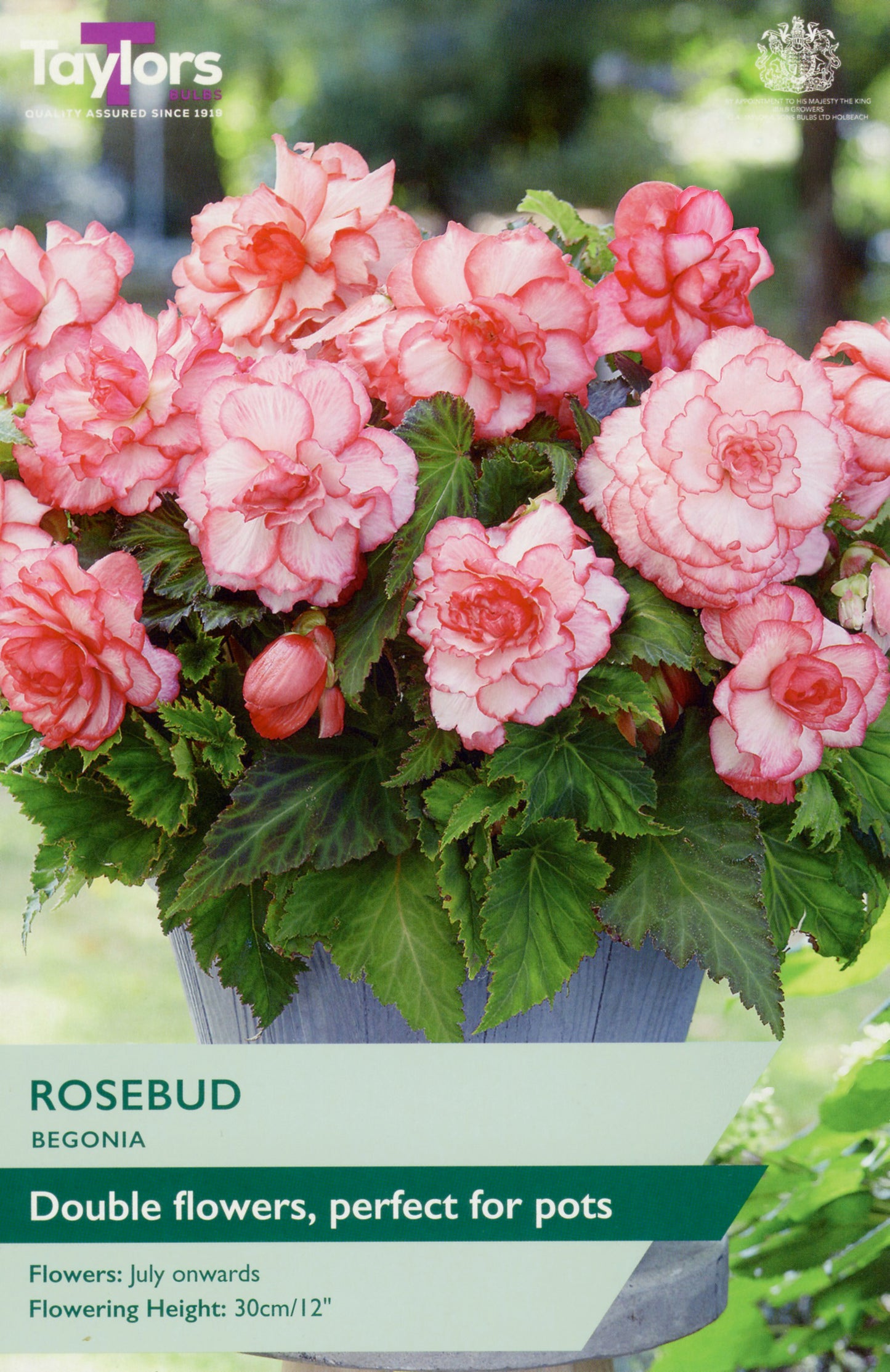 Taylors Bulbs Rosebud Begonia