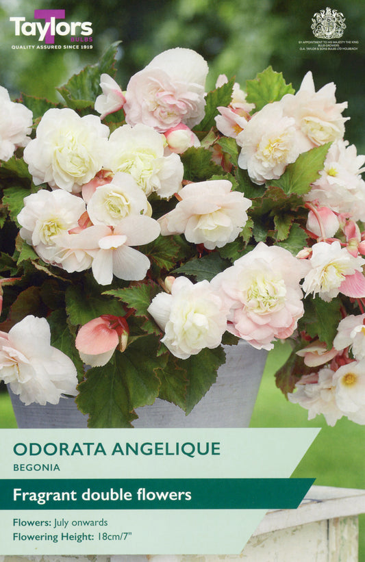 Taylors Bulbs Odorata Angelique Begonia