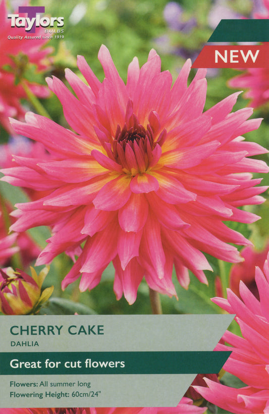 Taylors Bulbs Cherry Cake Dahlia