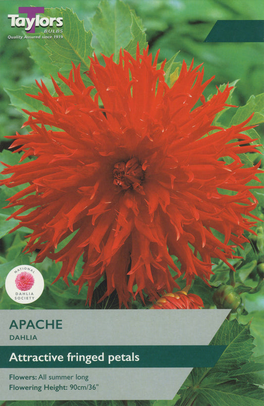 Taylors Bulbs Apache Dahlia
