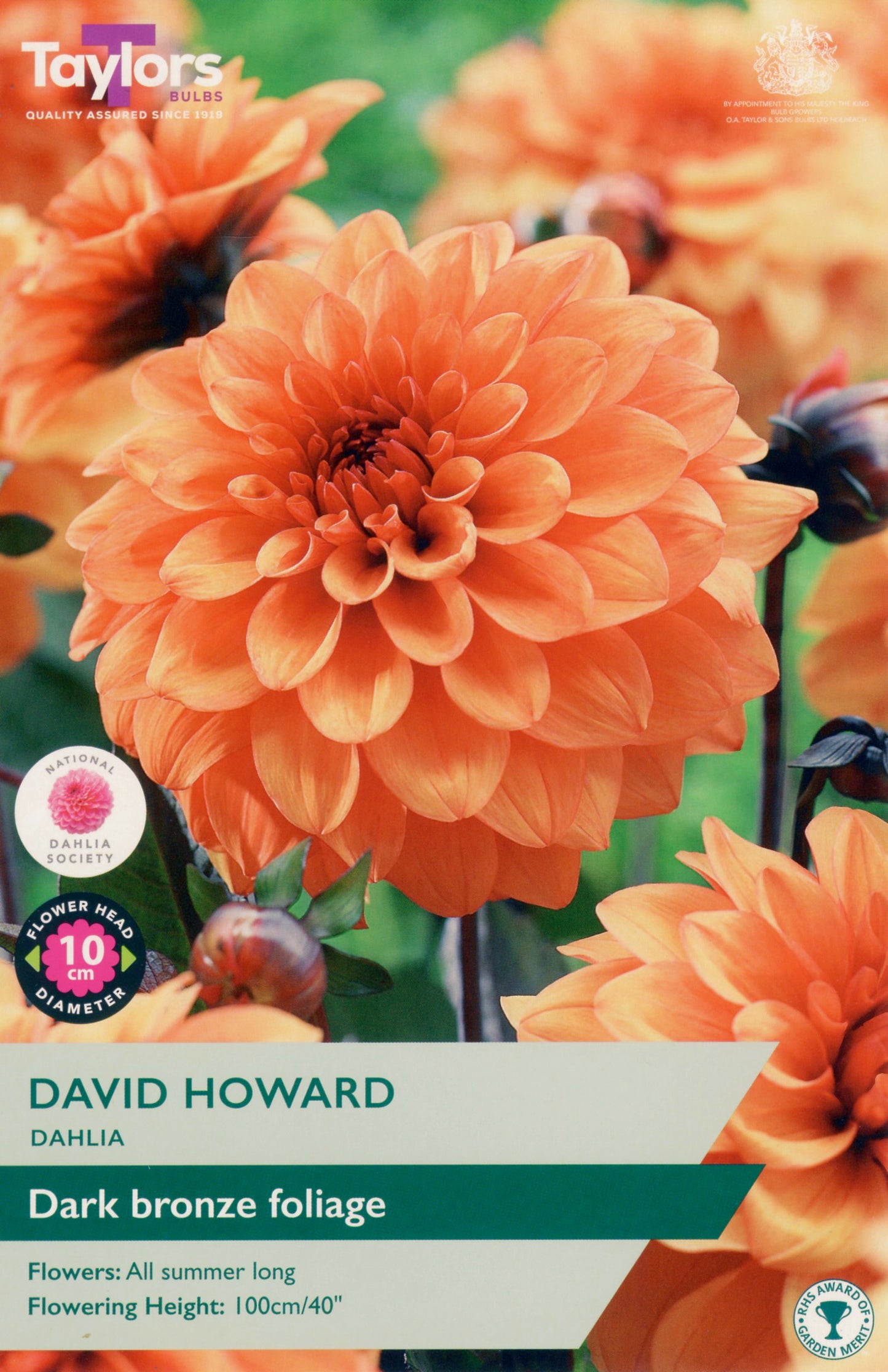 Taylors Bulbs David Howard Dahlia