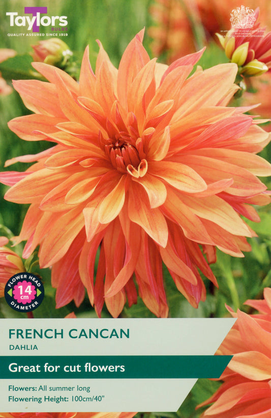 Taylors Bulbs French Cancan Dahlia