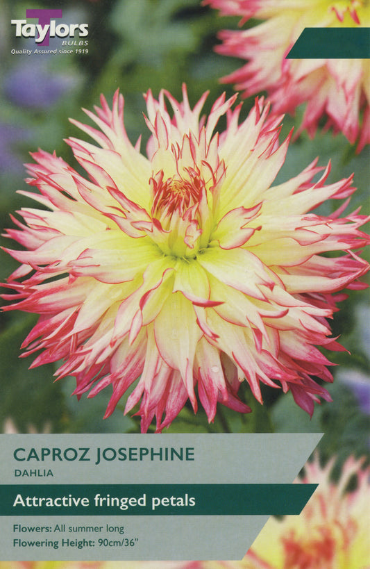 Taylors Bulbs Caproz Josephine Dahlia