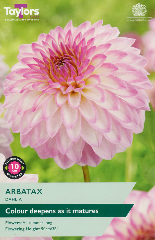 Taylors Bulbs Arbatax Dahlia