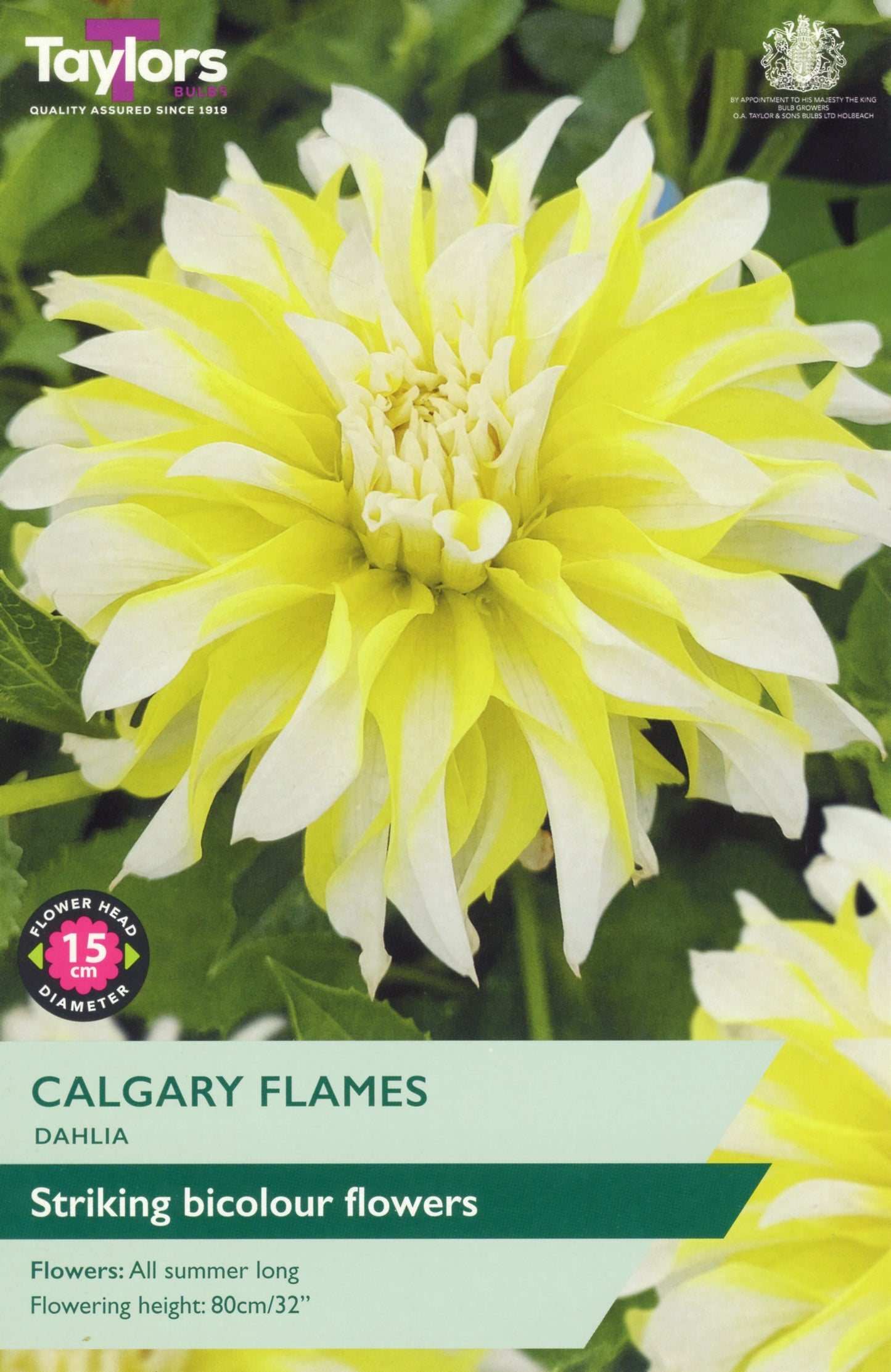 Taylors Bulbs Calgary Dahlia