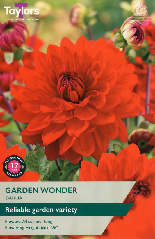 Taylors Bulbs Garden Wonder Dahlia
