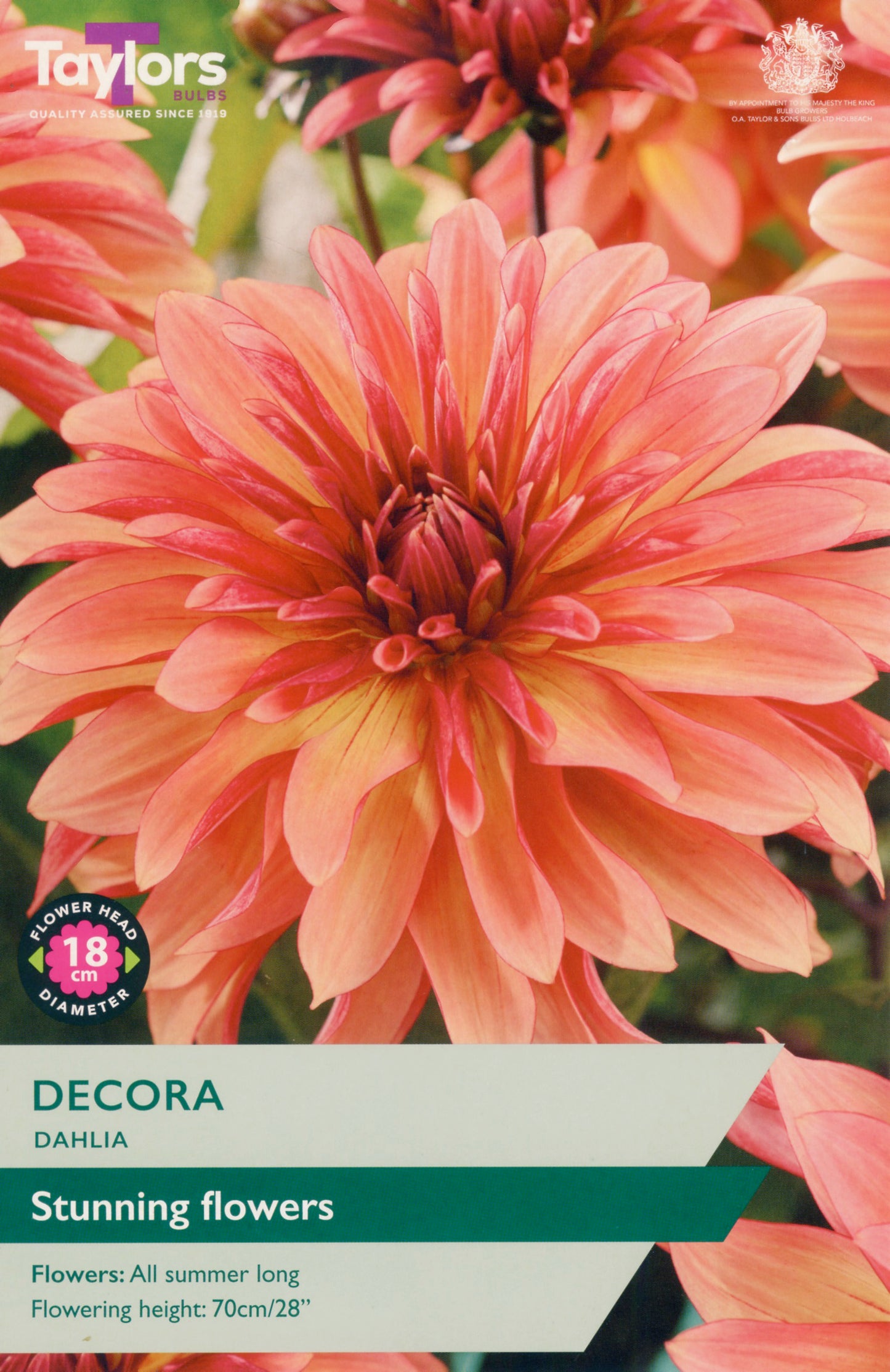 Taylors Bulbs Decora Dahlia