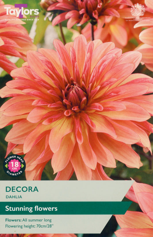 Taylors Bulbs Decora Dahlia