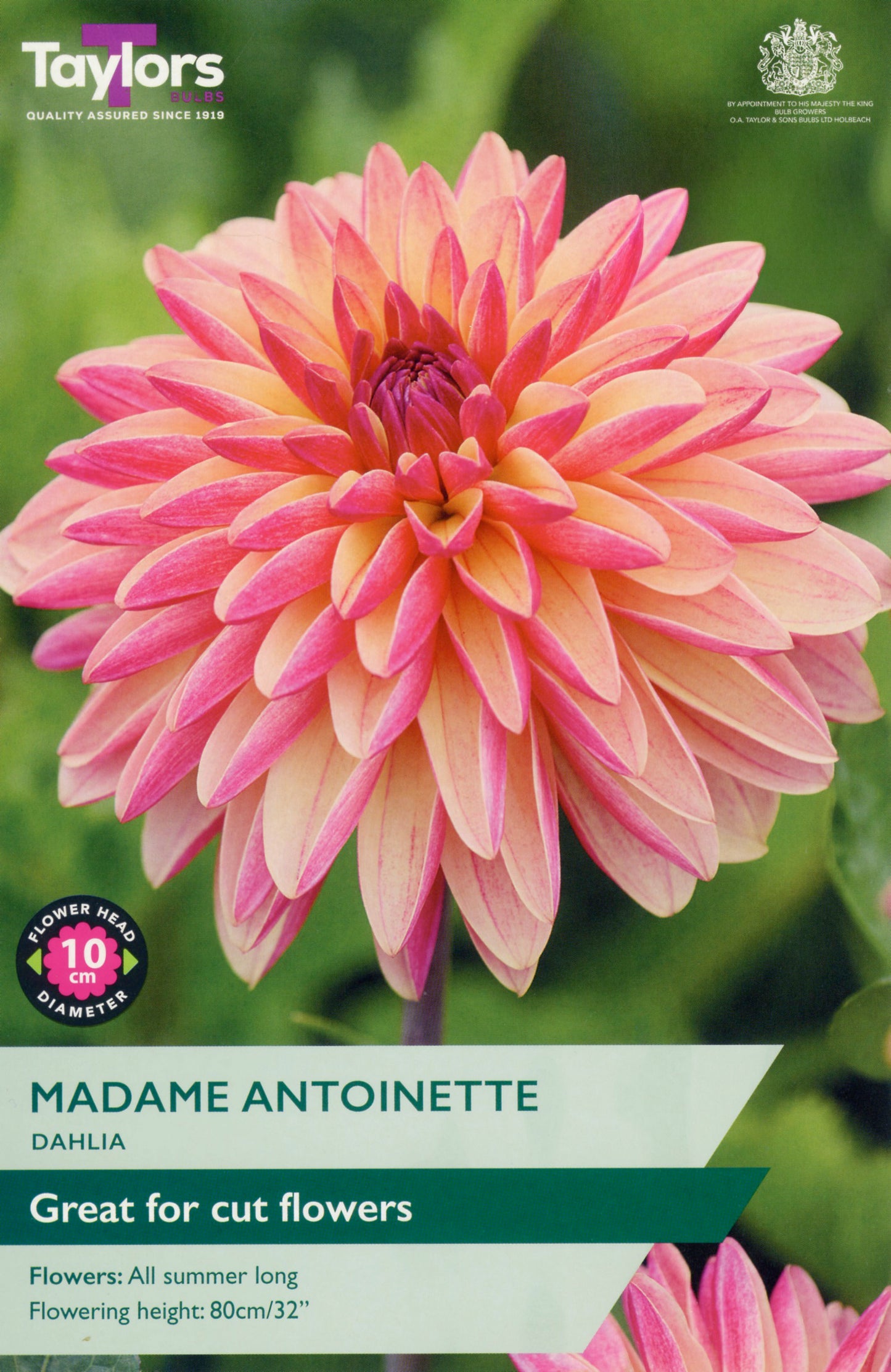 Taylors Bulbs Madame Antoinette Dahlia