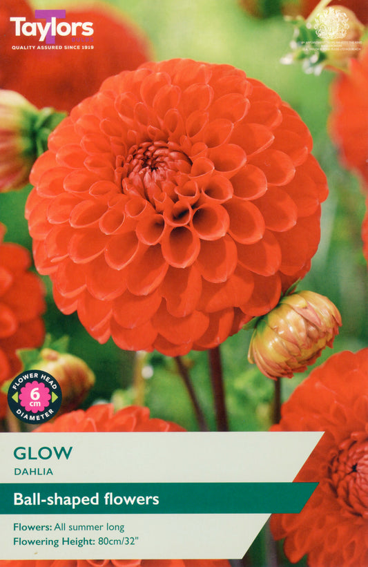 Taylors Bulbs Glow Dahlia - Single Pack