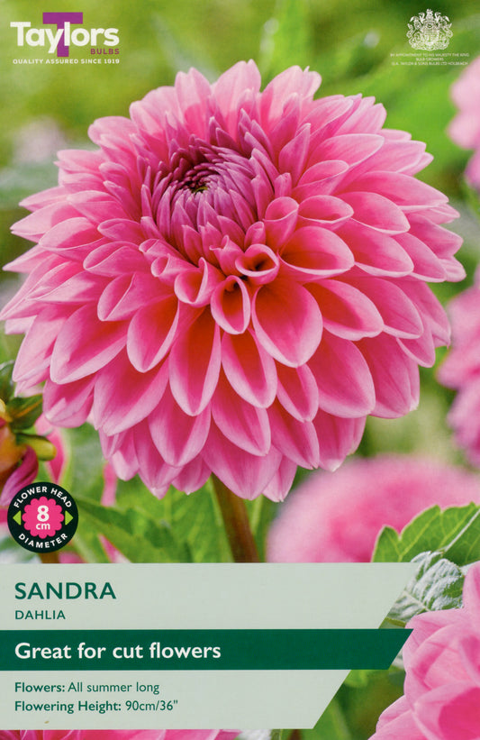 Taylors Bulbs Sandra Dahlia