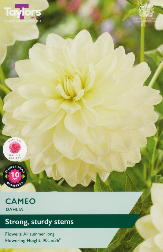Taylors Bulbs Cameo Dahlia