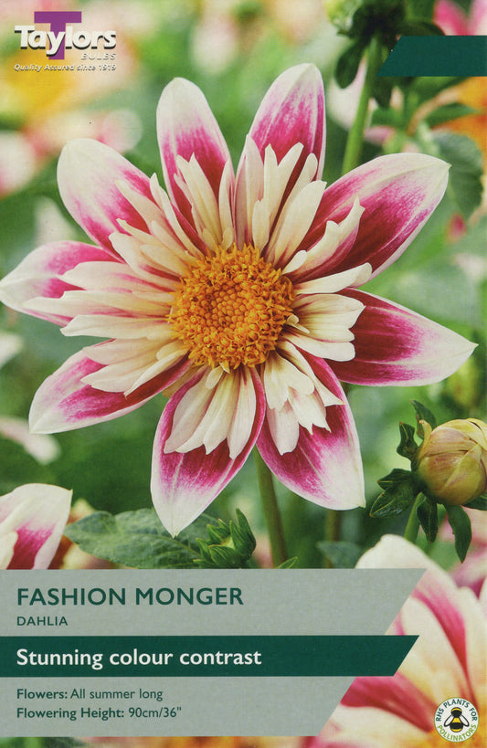 Taylors Bulbs Fashion Monger Dahlia