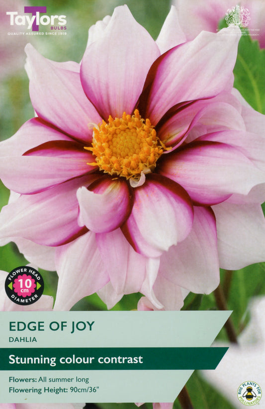 Taylors Bulbs Edge of Joy Dahlia