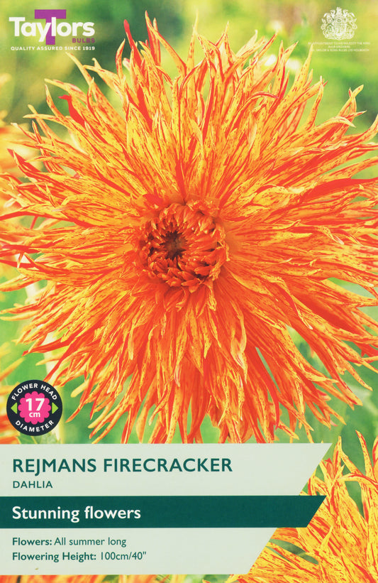 Taylors Bulbs Rejmans Firecracker Dahlia