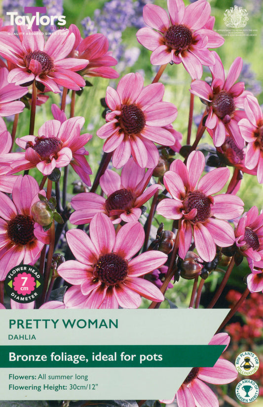 Taylors Bulbs Pretty Woman Dahlia