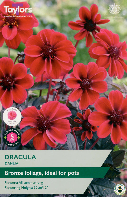 Taylors Bulbs Dracula Dahlia