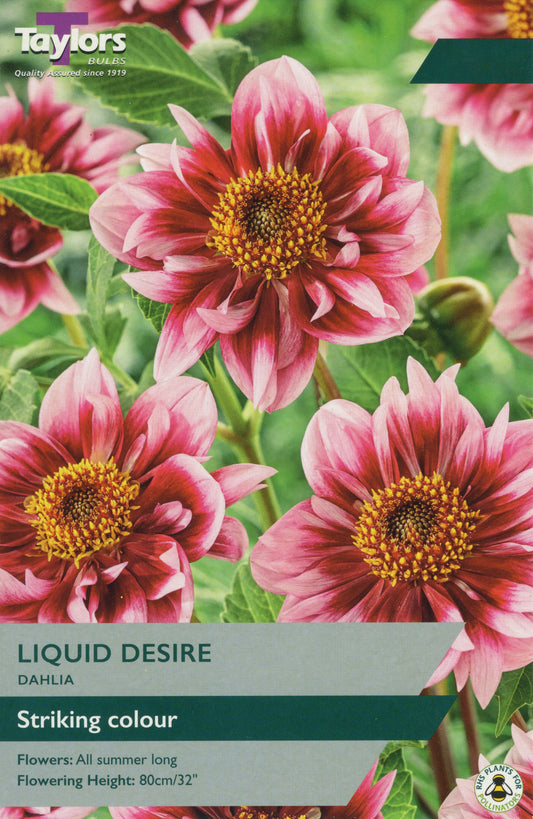 Taylors Bulbs Liquid Desire Dahlia