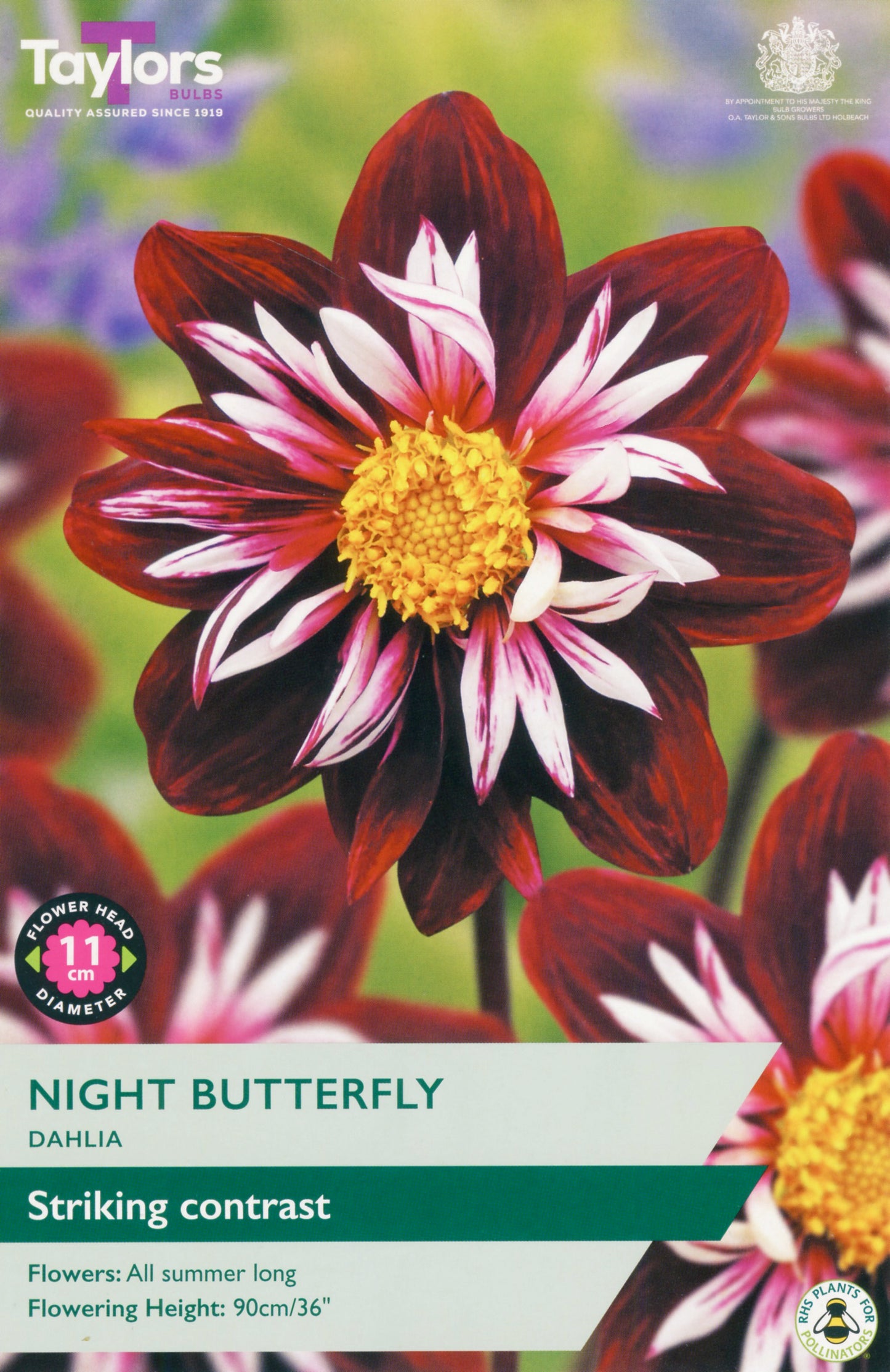 Taylors Bulbs Night Butterfly Dahlia