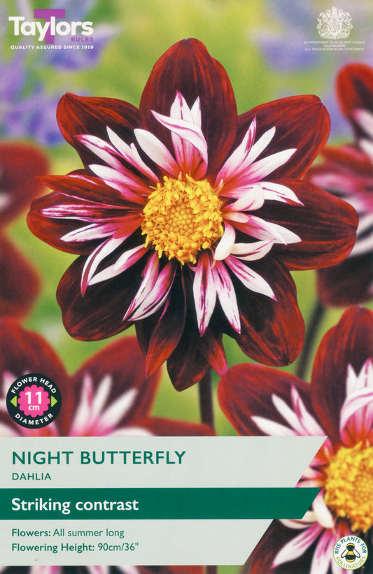 Taylors Bulbs Night Butterfly Dahlia