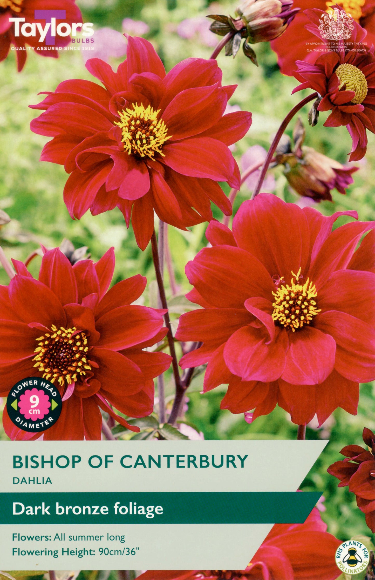 Taylors Bulbs Bishop of Canterbury Dahlia