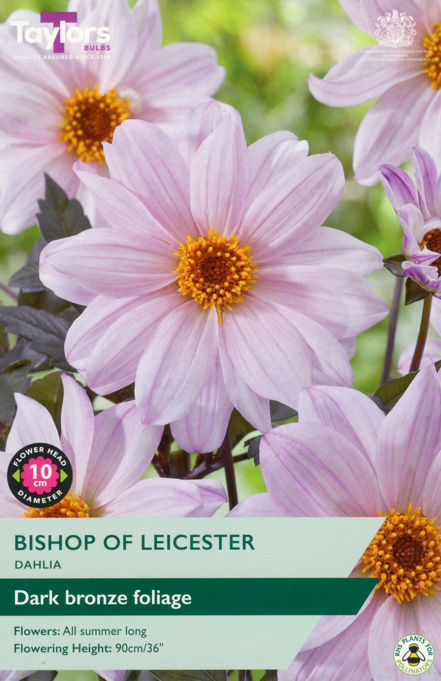 Taylors Bulbs Bishop of Leicester Dahlia