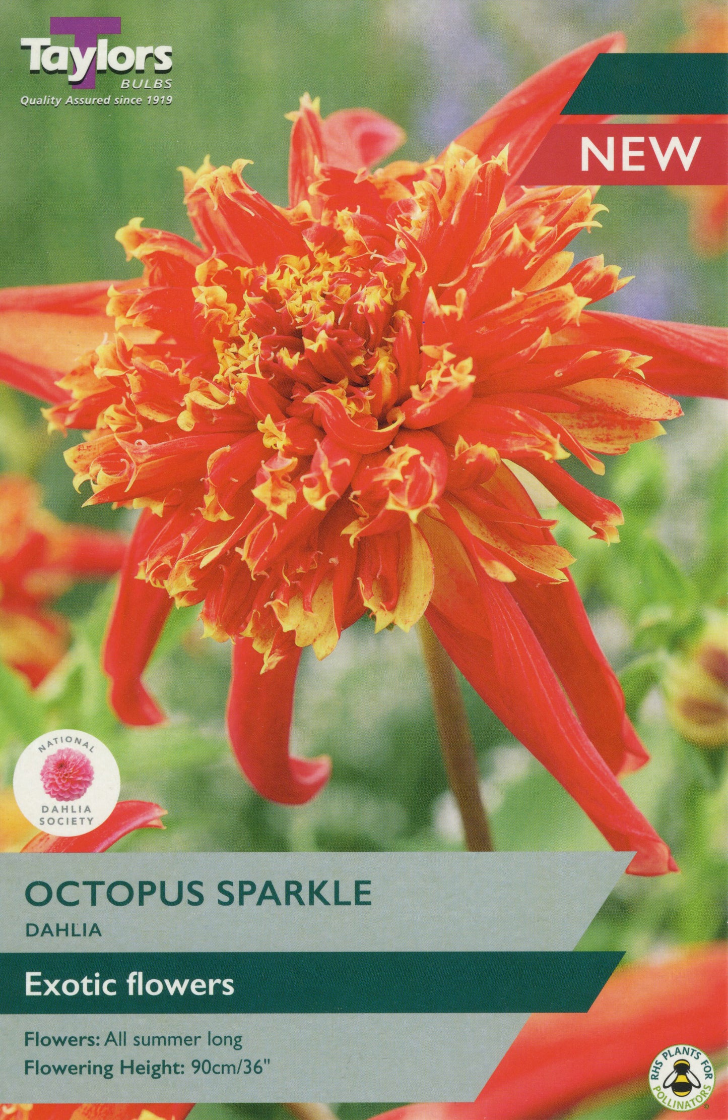 Taylors Bulbs Octopus Sparkle Dahlia