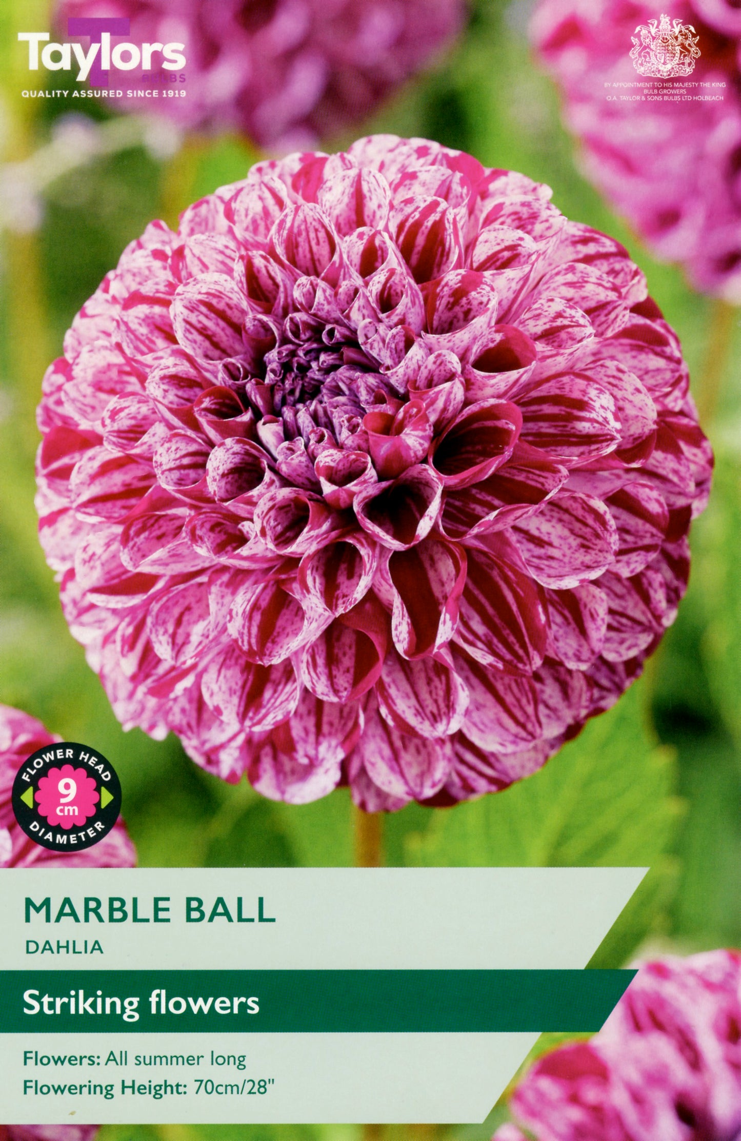 Taylors Bulbs Marble Ball Dahlia