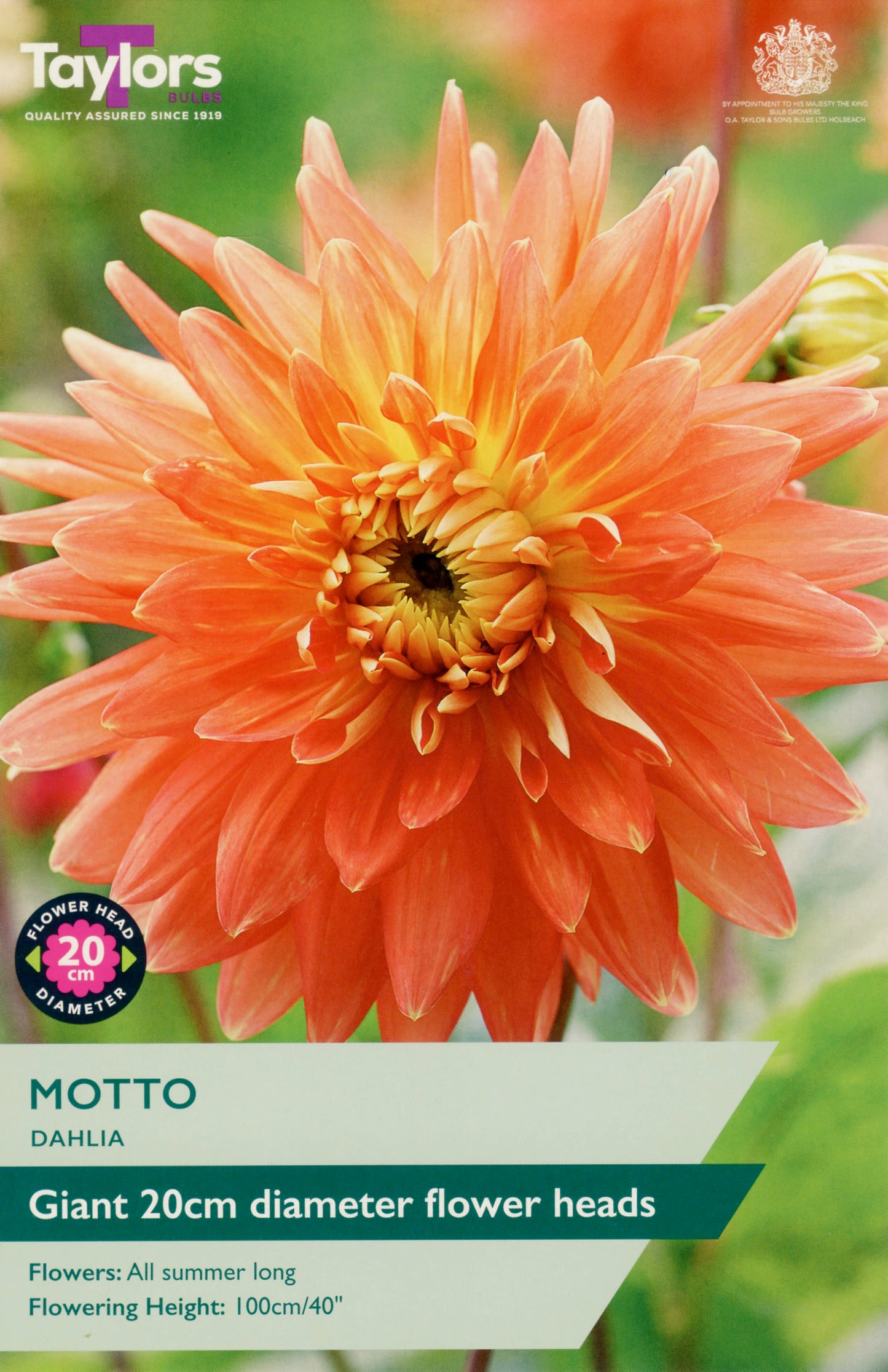 Taylors Bulbs Motto Dahlia