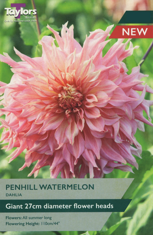 Taylors Bulbs Penhill Watermelon Dahlia