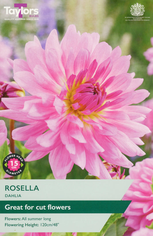 Taylors Bulbs Rosella Dahlia
