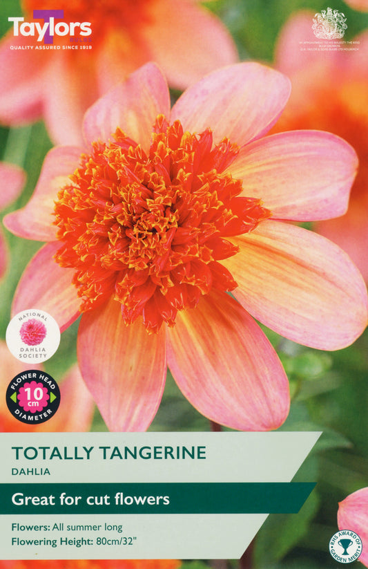 Taylors Bulbs Totally Tangerine Dahlia