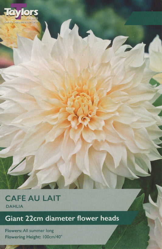 Taylors Bulbs Cafe Au Lait Dahlia
