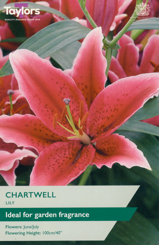 Taylors Bulbs Chartwell Lily