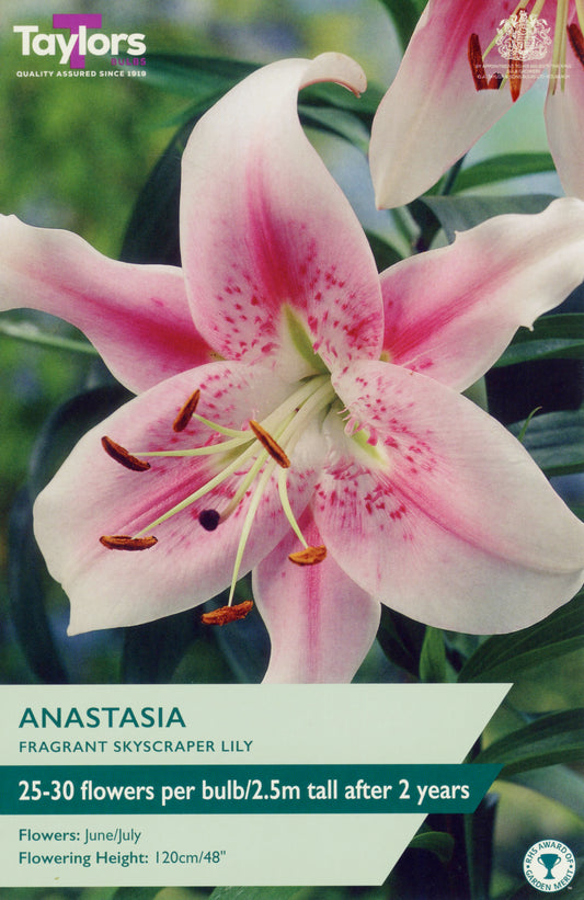 Taylors Bulbs Anastasia Fragrant Skyscraper Lily