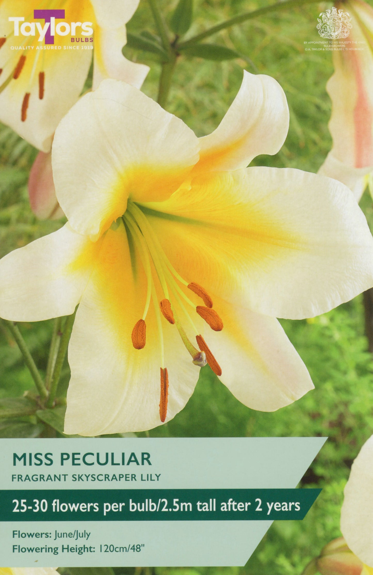 Taylors Bulbs Miss Peculiar Fragrant Skyscraper Lily
