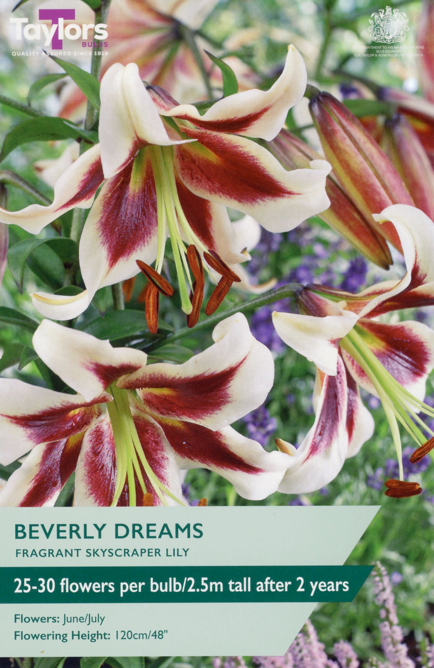 Taylors Bulbs Beverly Dreams Fragrant Skyscraper Lily
