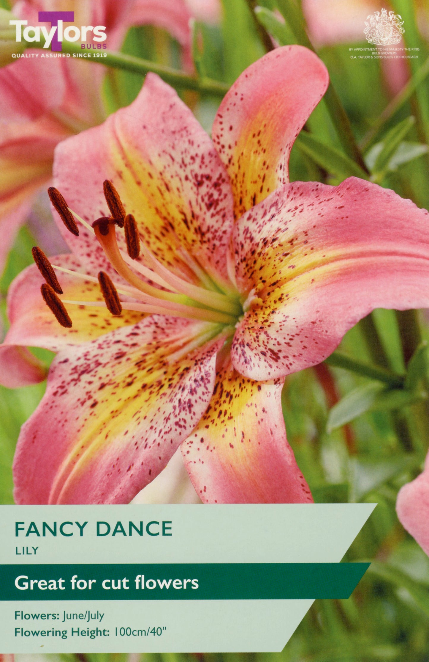 Taylors Bulbs Fancy Dance Lily