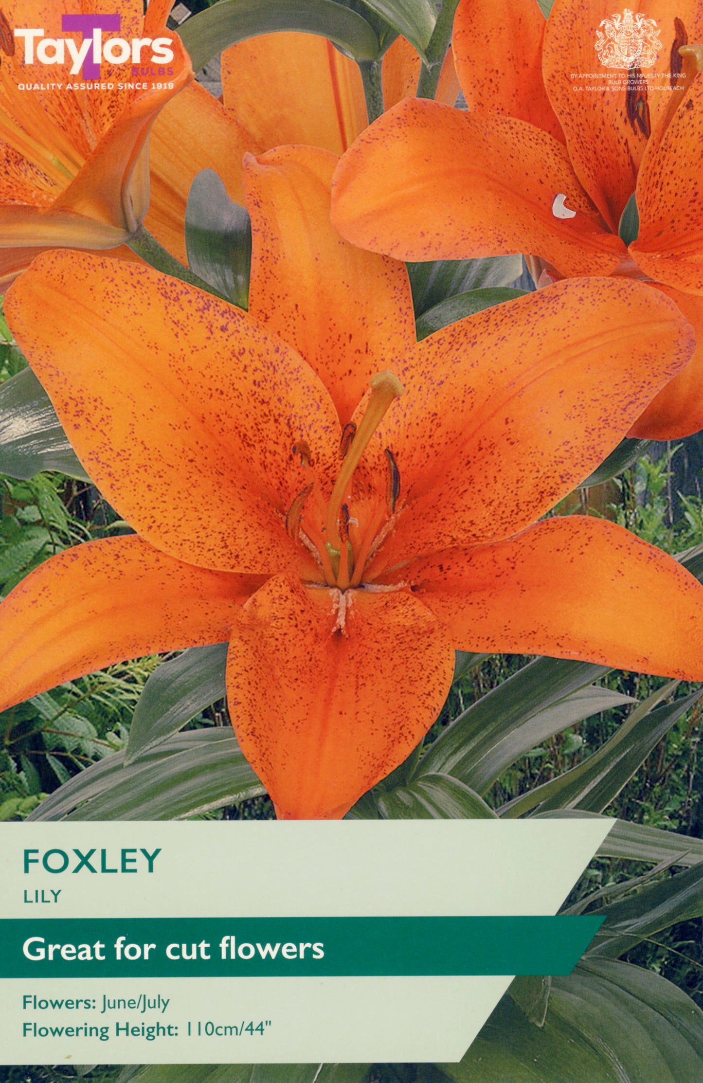Taylors Bulbs Foxley Lily