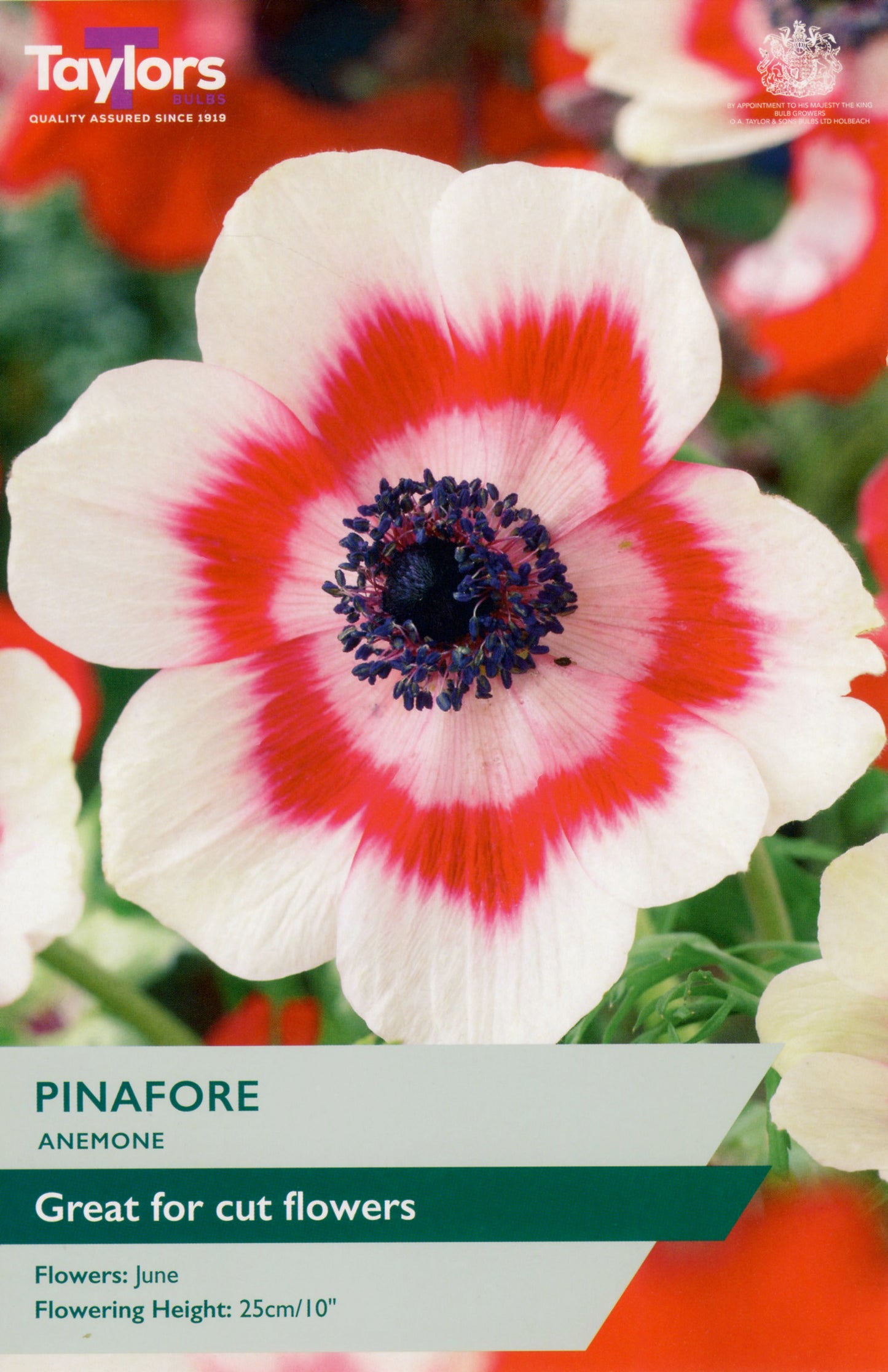Taylors Bulbs Pinafore Anemone